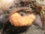 butterfish.jpg